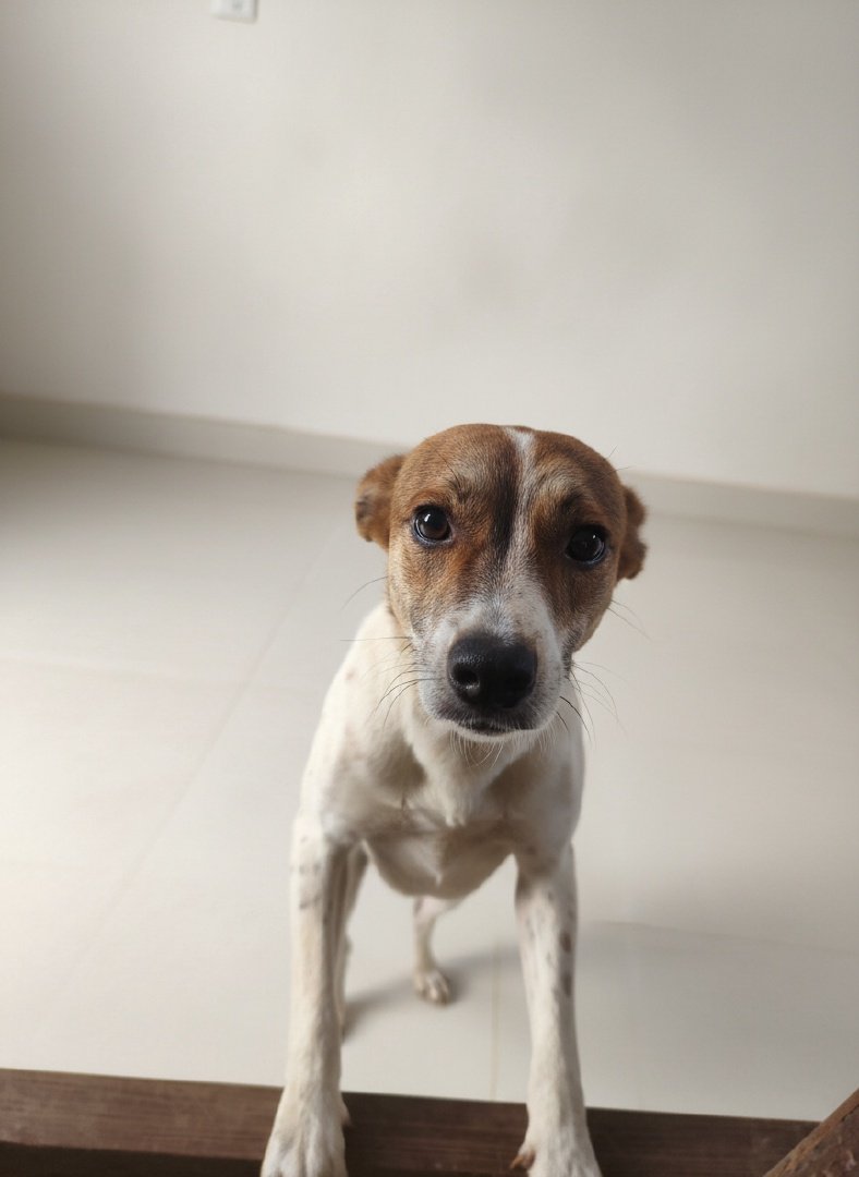 Foto do cachorro com edição de imagem, cores realçadas e destaque no animal