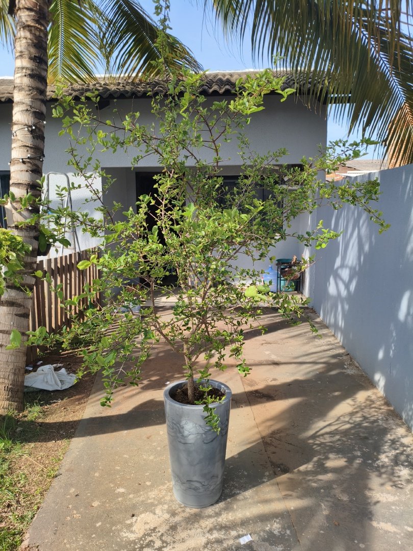 Foto de um pé de acerola com frutas, imagem escura e sem contraste