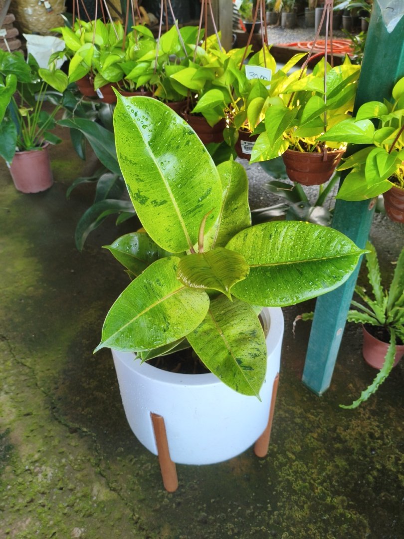 Foto de óculos escuros sobre uma folha, com iluminação natural fraca e reflexos